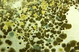 mold
